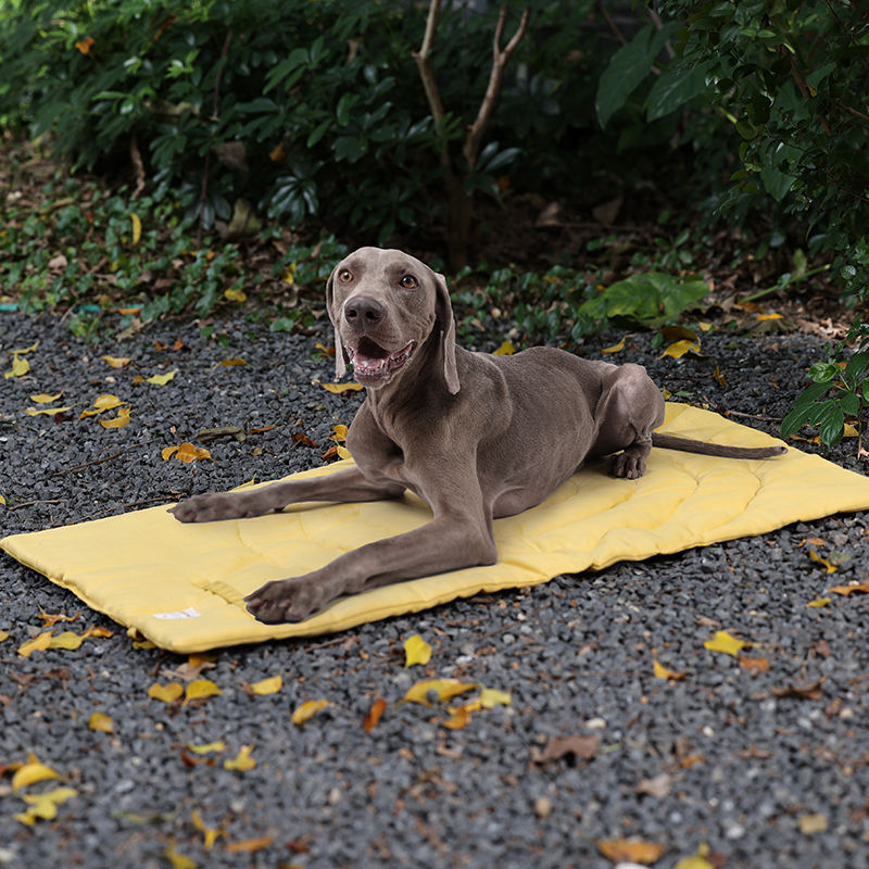 ポータブル折りたたみ式ペットマット,収納バッグ,ペット用品, - Outdoor Camping Cot のレビューと価格